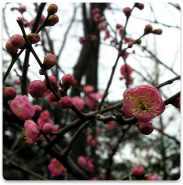 collage_image