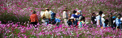 people walking between cosmos at Showa Kinen Park in Tachikawa, Japan