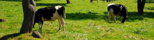 cows in the pasture at Yamanashi Japan