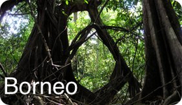 Borneo rain forest trees